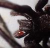 Segestria florentina
